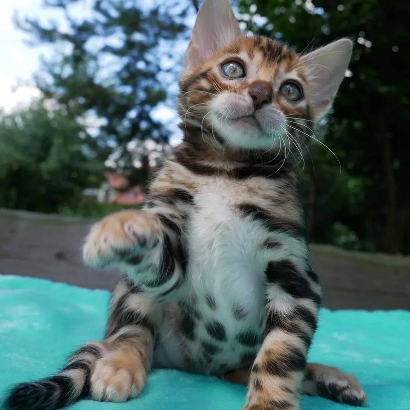 bengal kitten