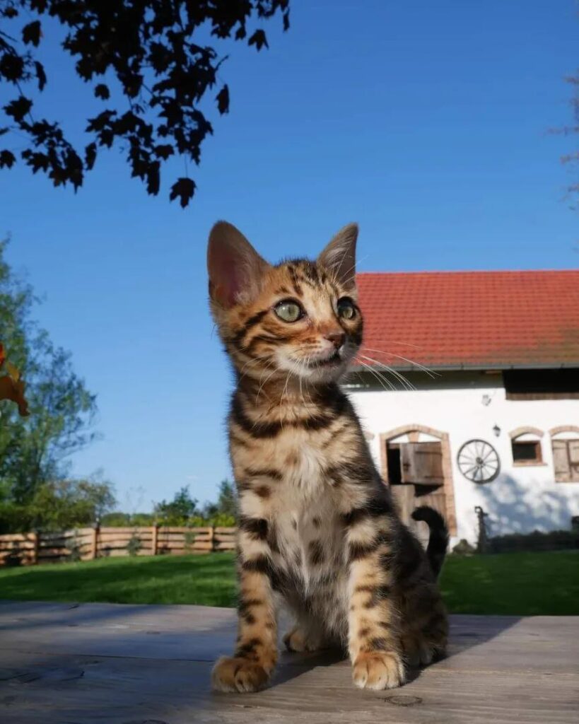 bengal kitten