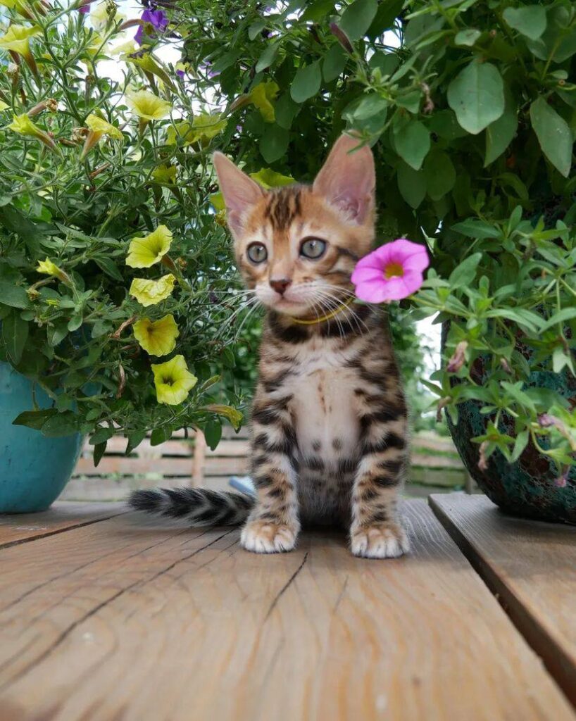 bengal kitten