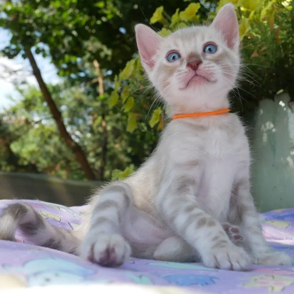 bengal kitten