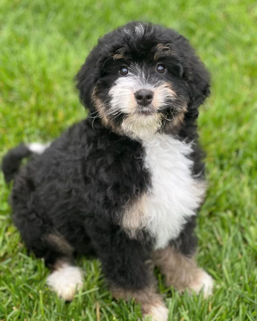 Bernedoodles