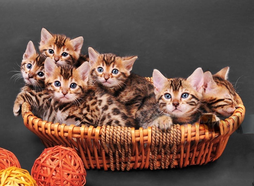 bengal kittens Heavens Garden Home