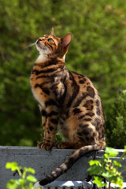 bengal cats