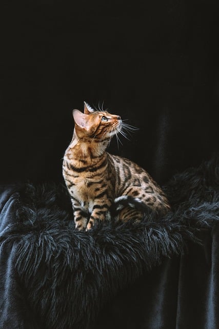 bengal kittens