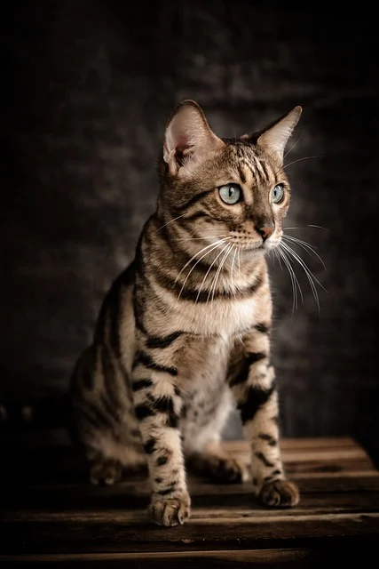 bengal kittens