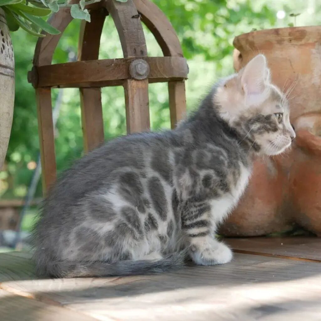 bengal kitten