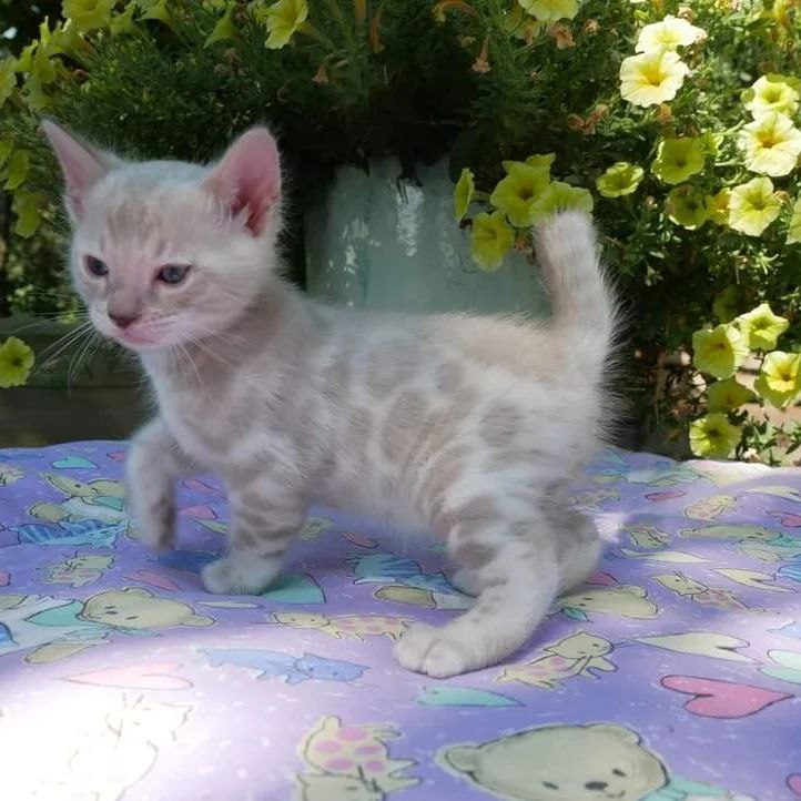 bengal kittens