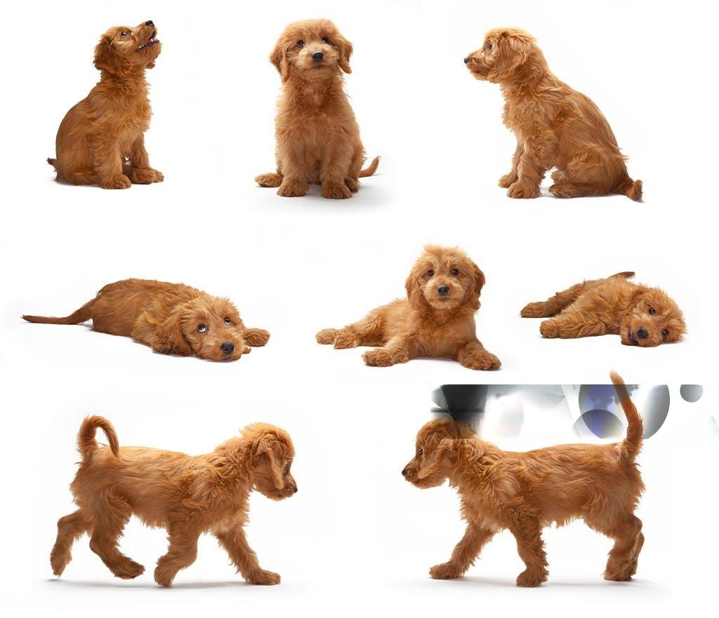 Golden Doodle puppies for sale