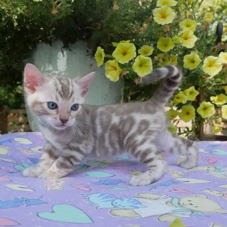 bengal kittens