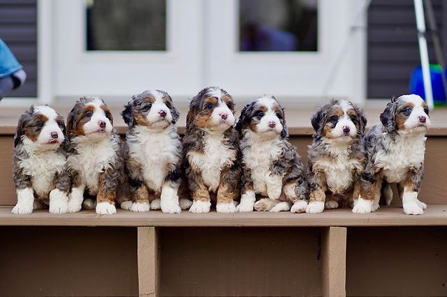 Bernedoodle puppies