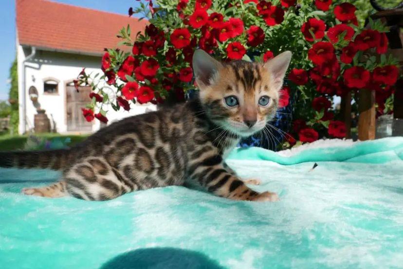 bengal kitten