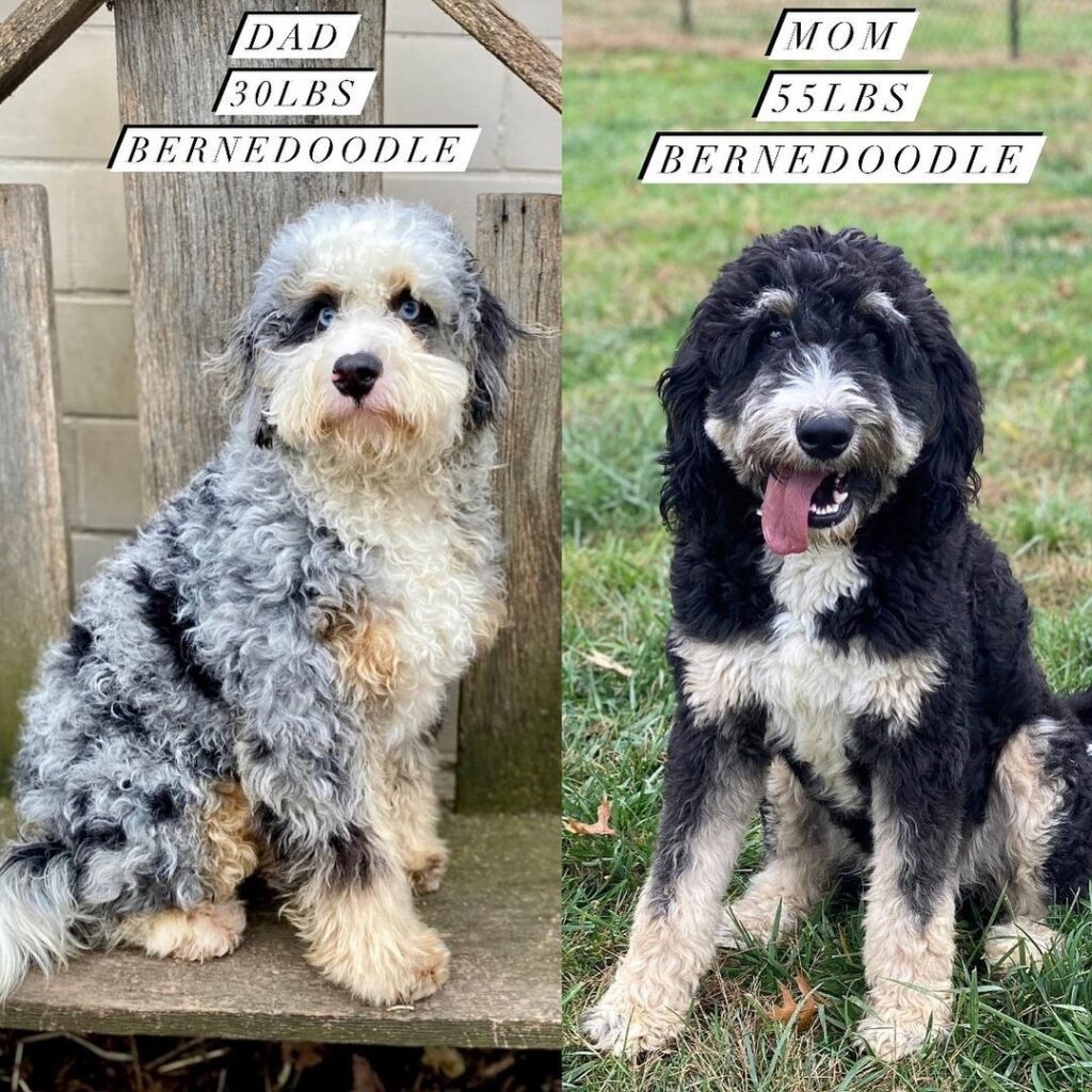 bernedoodles