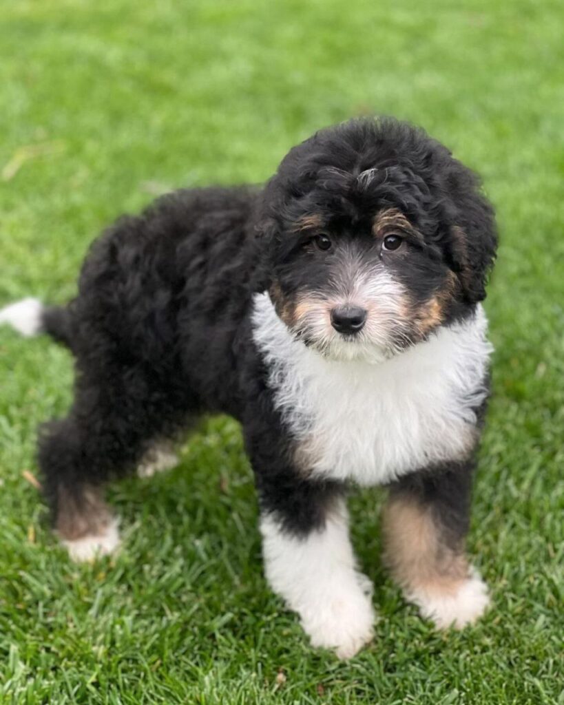 Bernedoodles